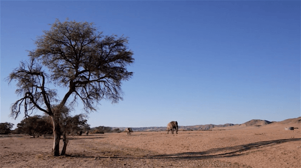 An elephant walks across the plain in the film Walking Thunder. (Screenshot/Walking Thunder)