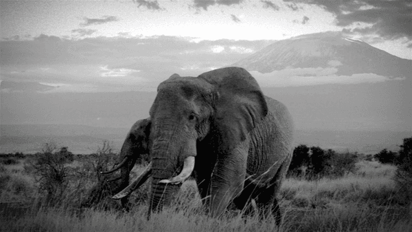 Elephants walk in front of Mount Kilimanjaro in Tanzania in the film Walking Thunder. (Screenshot/Walking Thunder)