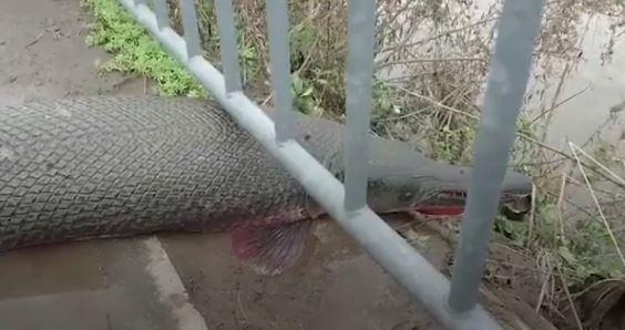 Alligator Gar Washes Up in Japan After Typhoon Jebi