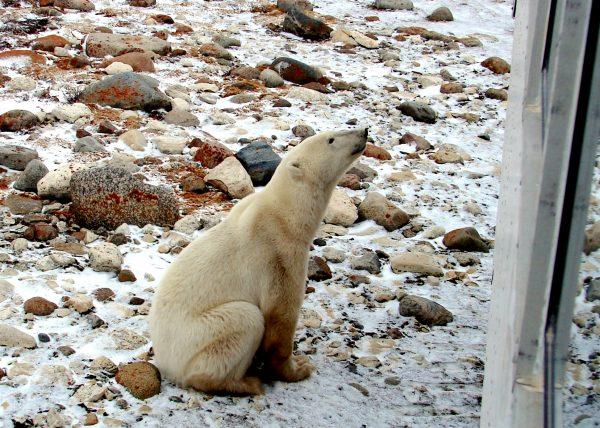 A curious polar bear observes the tundra buggy. (John M. Smith)