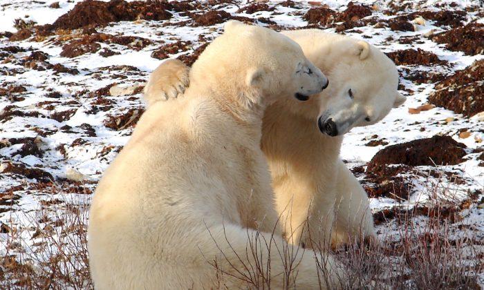 An Awesome Polar Bear Tour in Churchill, Manitoba