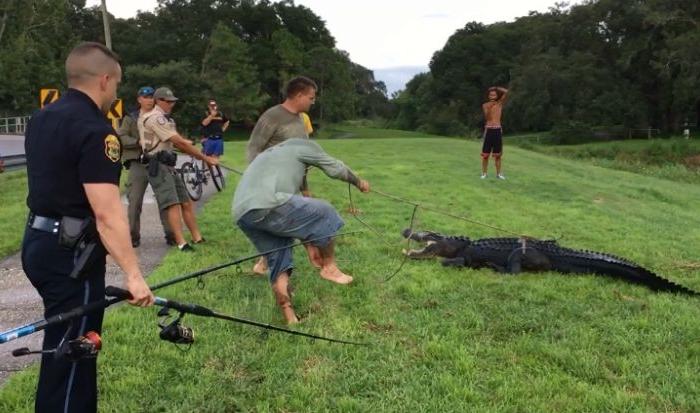 Florida Disc Golfer Attacked by Alligator in Pond