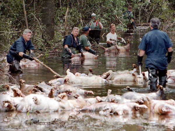 File photo taken on Sept. 24, 1999, showing people working to float a group of dead pigs down a flooded road on a farm in North Carolina. The heavy rain expected from Hurricane Florence could flood hog manure pits, coal ash dumps and other industrial sites in North Carolina, creating a noxious witches’ brew of waste that might wash into homes and threaten drinking water supplies. (AP Photo/Alan Marler, File)