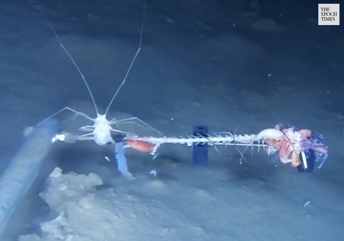 A Munnopsid feasts on a baitfish while scientists film it. (Newcastle University/Storyful screenshot)