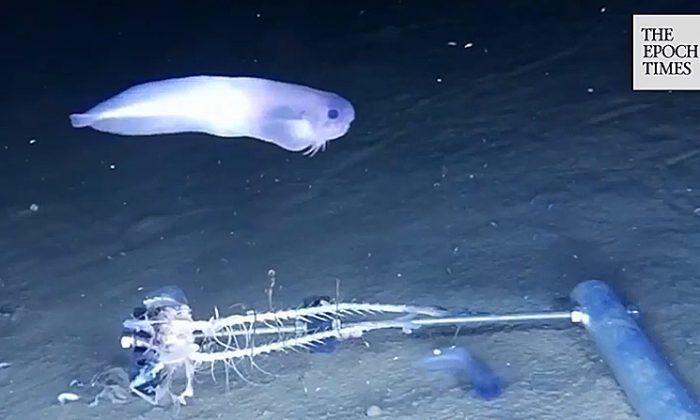 Three New Species Discovered in the Depths of the Pacific