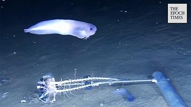 A potentially new species of snailfish swims over a baited arm nearly 25,000 feet deep in the Atacama Trench. (Newcastle University/Storyful screenshot)