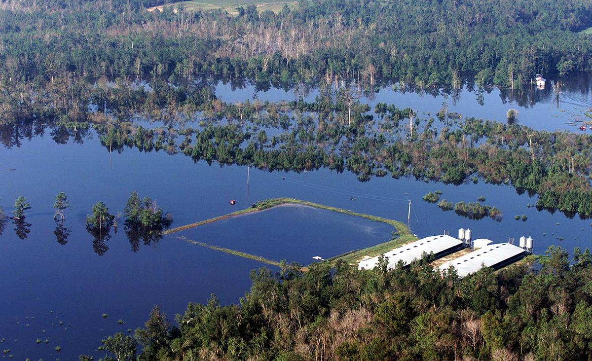Floods caused by Hurricane Floyd hit this hog farm in eastern North Carolina, emptying the waste contents of the lagoon into Wilmington, North Carolina's water supply on Sept. 18, 1999. (John Althouse/AFP/Getty Images)