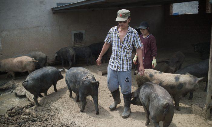 China Allows Farmers to Pledge Pigs for Loans in Bid to Boost Pork Production