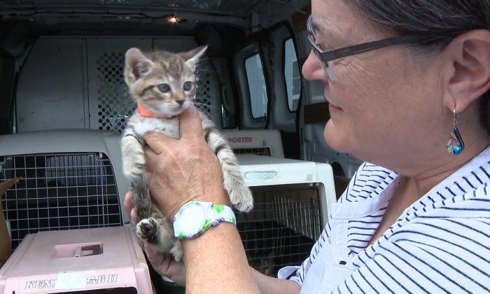 Woman Rescues Animals From Fury of Hurricane Florence