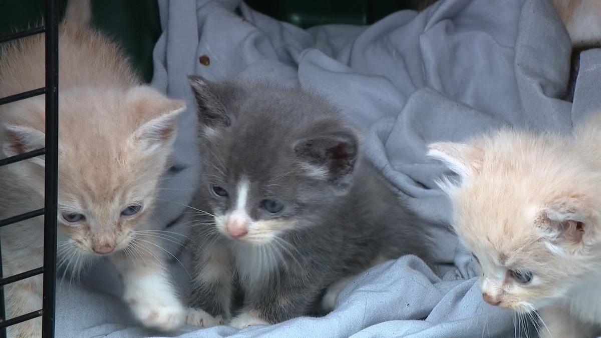 Kittens saved from the disaster-struck area. (Fox News).