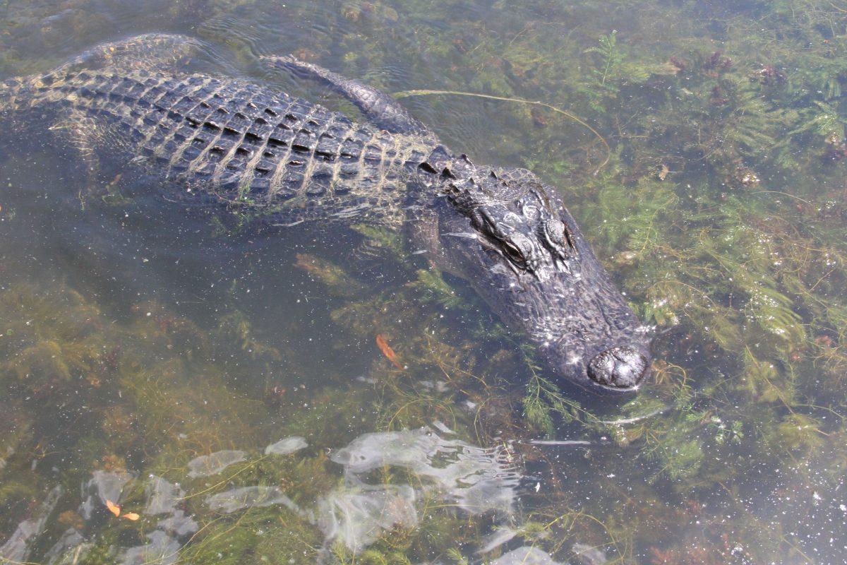 An American alligator swims in Barataria, Louisiana on April 22, 2017. (Thomas Watkins/AFP/Getty Images)