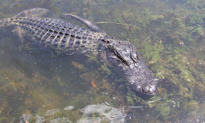 Woman Suffers Serious Injuries After Alligator Attack in Florida, Reports Say