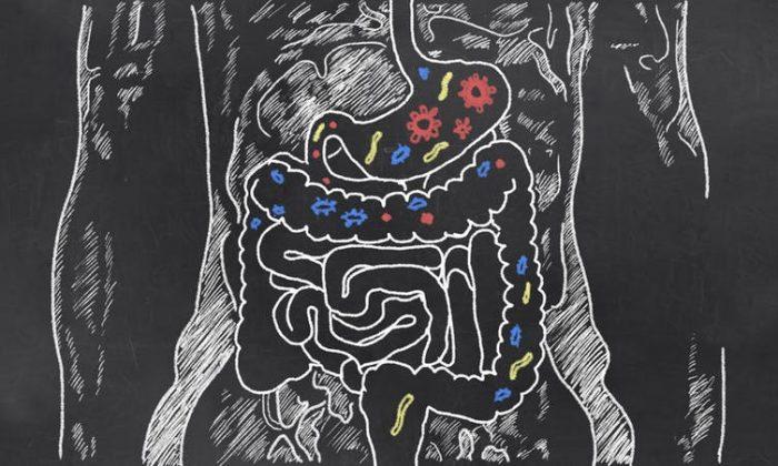 New Research Reveals What Probiotics Do Inside Gut