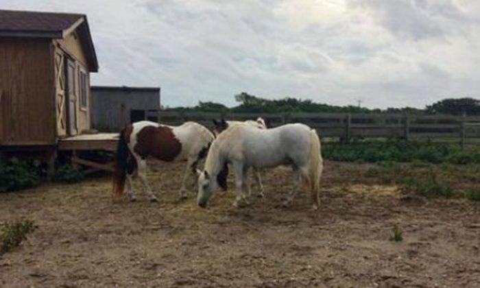 28 Wild Horses Believed Dead Off Outer Banks Following Hurricane Dorian