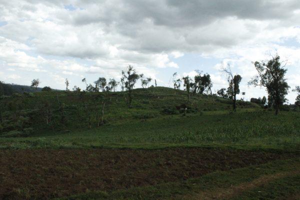 A section of what used to be the Mau Forest that has been used for agriculture on Sept. 10, 2018. (Dominic Kirui/Special to The Epoch Times)