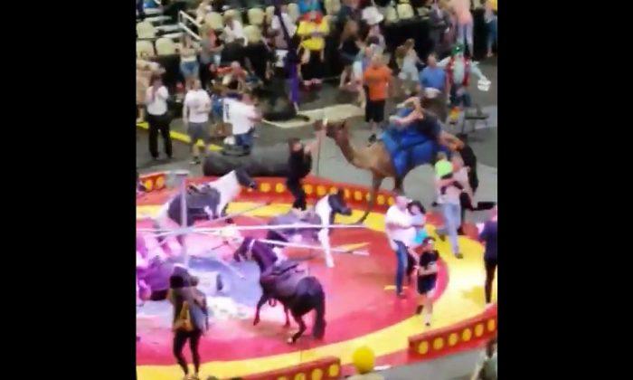 Seven Injured After Camel Spooked at Pittsburgh Circus