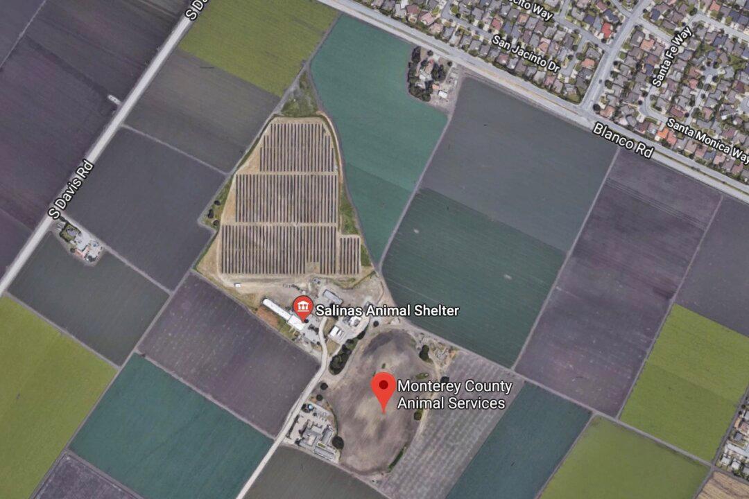 Puppy Stolen From Animal Shelter