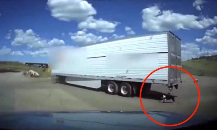 Sheriff Aide’s Quick Thinking Saves Dog Tied to Moving Semi