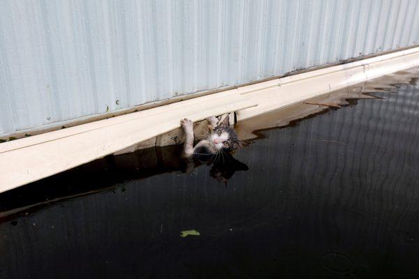 A cat clings to the side of a trailer amidst flood waters before it was saved as the Northeast Cape Fear River breaks its banks in the aftermath of Hurricane Florence in Burgaw, North Carolina on Sept. 17, 2018. (Reuters/Jonathan Drake)