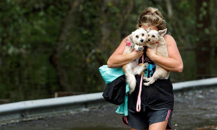 Florida Bill Would Make It Illegal To Leave Dogs Tethered in a Hurricane