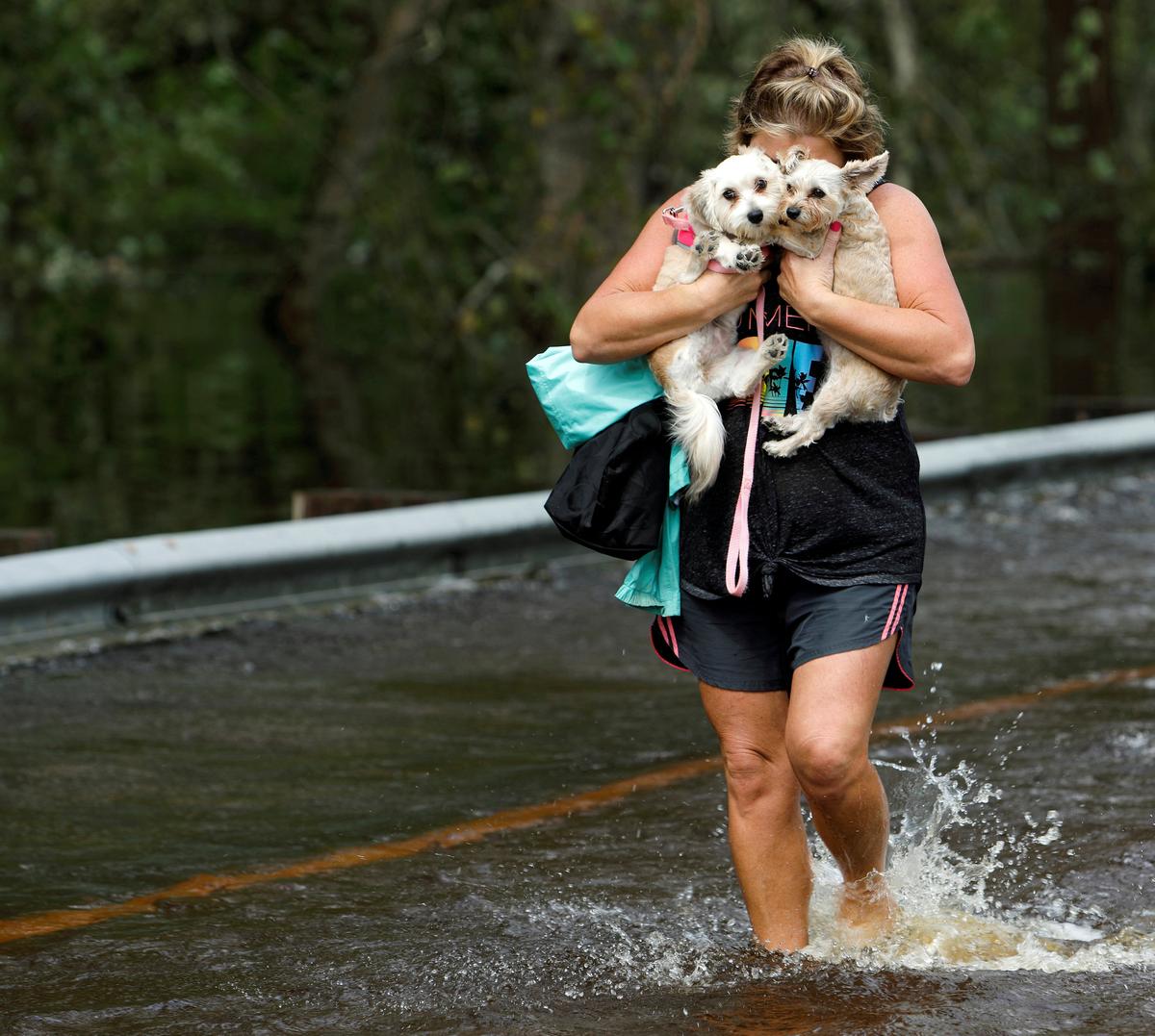 Florida Bill Would Make It Illegal To Leave Dogs Tethered in a Hurricane