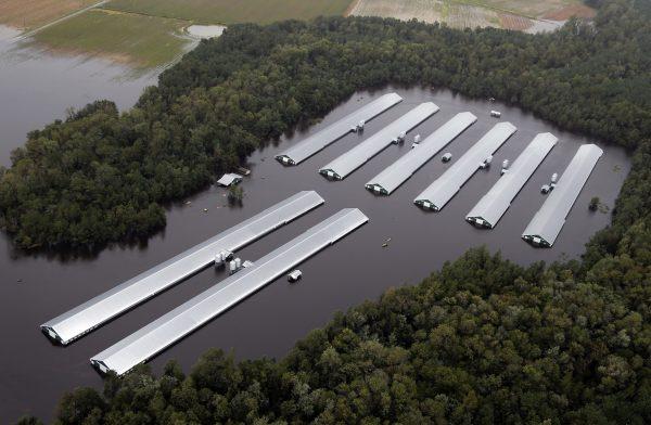 Chicken farm buildings are inundated with flood water from hurricane Florence near Trenton, NC., Sept. 16, 2018. (AP Photo/Steve Helber)