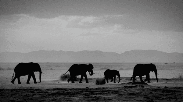 African elephants are seen walking in the film Walking Thunder. (Screenshot/Walking Thunder)