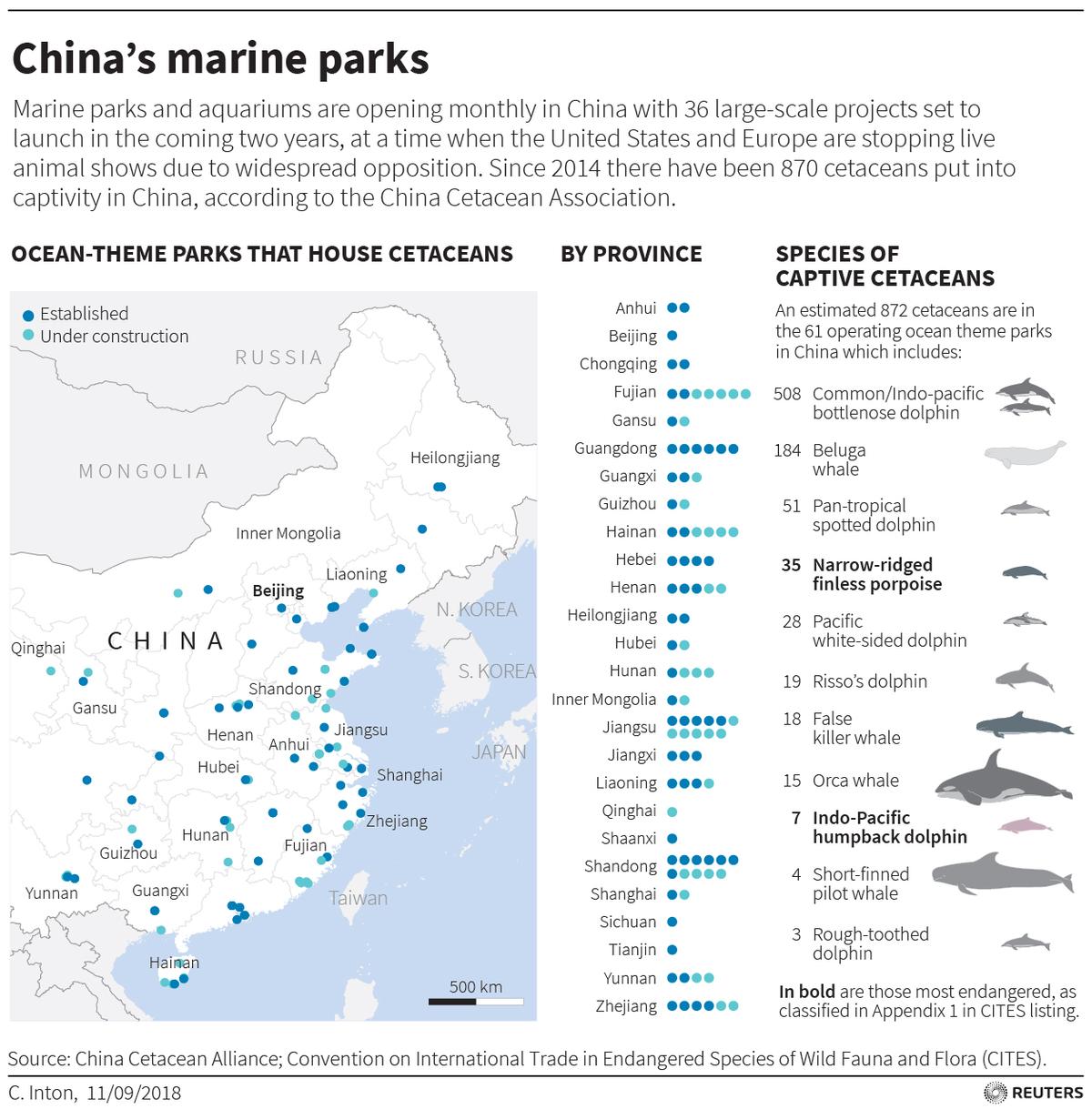 China's ocean theme parks are opening monthly with 36 large-scale projects set to launch in the coming two years, at a time when the United States and Europe are stopping live animal shows due to widespread opposition. (By China Cetacean Alliance/CITES/Reuters)