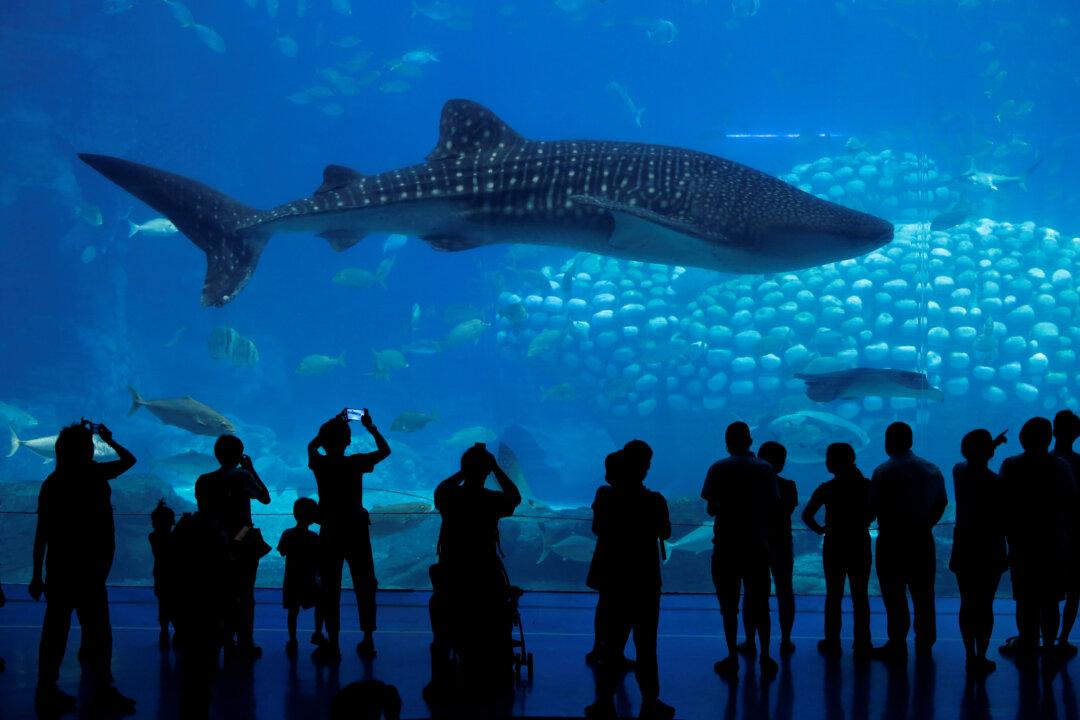 Tidal Wave of Chinese Marine Parks Fuels Murky Cetacean Trade