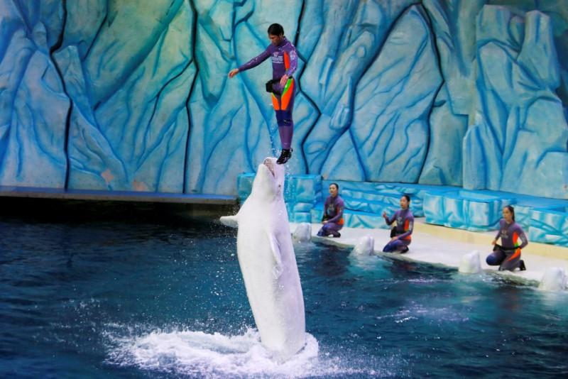 A trainer is lifted up by a beluga during a show at the Beluga Theater of Chimelong Ocean Kingdom in Zhuhai, China September 4, 2018. (By Bobby Yip/Reuters)