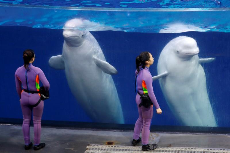 Trainers interact with belugas after a show at the Beluga Theater of Chimelong Ocean Kingdom in Zhuhai, China September 4, 2018. (By Bobby Yip/Reuters)