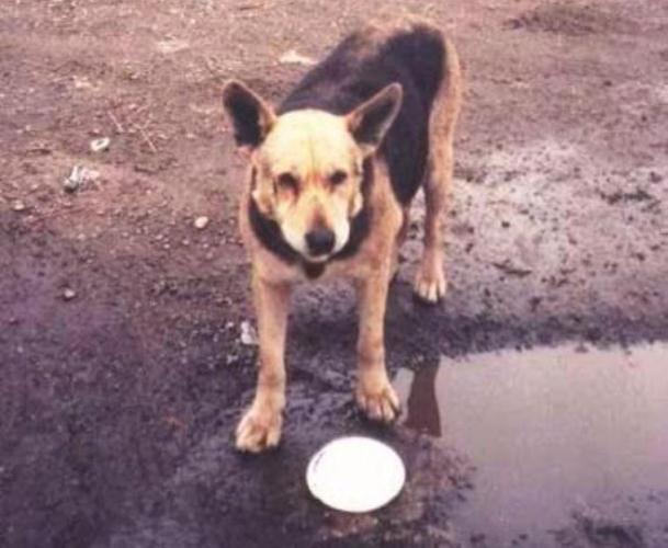 Duchess circa 1999 in the Bronx---the puddle was her only source of water. (Courtesy of Doreen Eiseman)