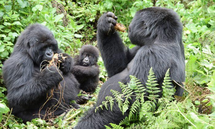 Mountain Gorillas Come Back From Brink of Extinction, More Than 1,000 Left Now