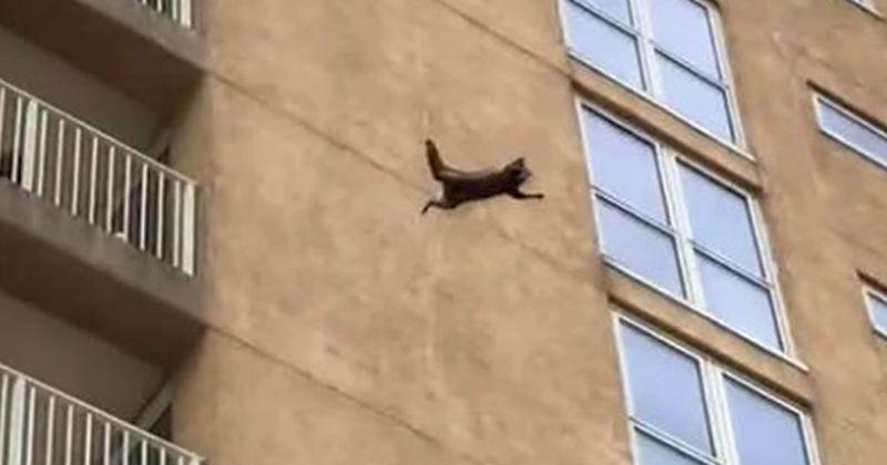 A video shows a raccoon scaling a tall building before dropping several stories to the ground on Sept. 21, 2018. (Micah Rea via Storyful)