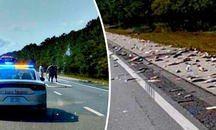 Dead Fish Cover I-40 as Florence Floodwaters Recede in North Carolina