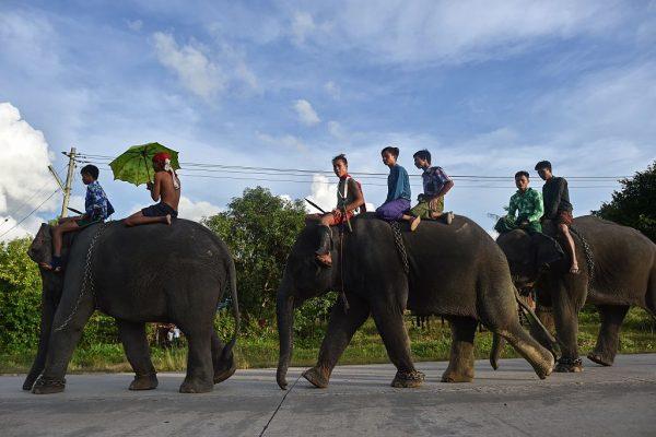 Mahouts take their trained elephants to an exercise ground at a village in Bago Region, Burma, on Sept. 26, 2016. (Ye Aung Thu/AFP/Getty Images)