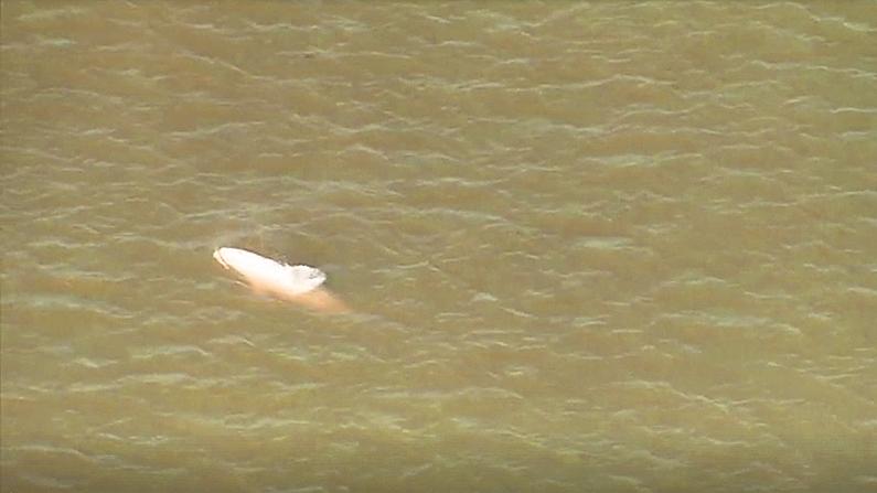 The lost beluga surfaces and spouts. (Screenshot/Reuters)