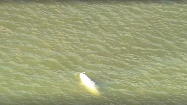 This beluga whale was spotted in the Thames River—the first time such a creature has been seen there in three years. (Screenshot/Reuters)