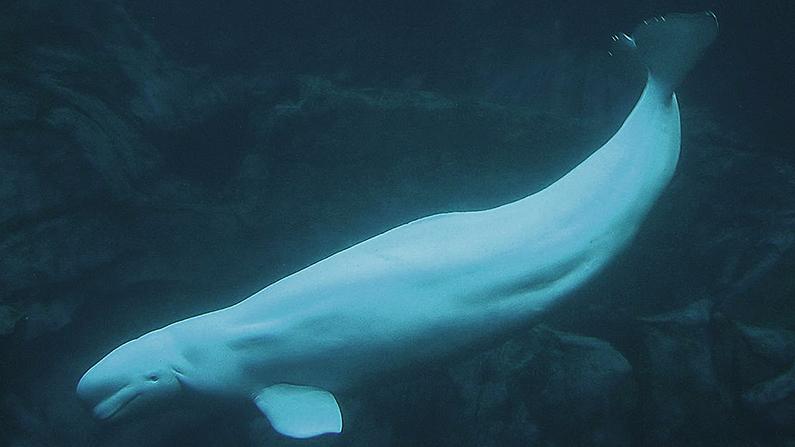 A beluga whale swims at the Atlanta aquarium. Belugas can grow to 18 feet in length. (Greg Hume/Wikipedia)