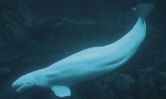 Beluga Whale Pops Up in Thames River