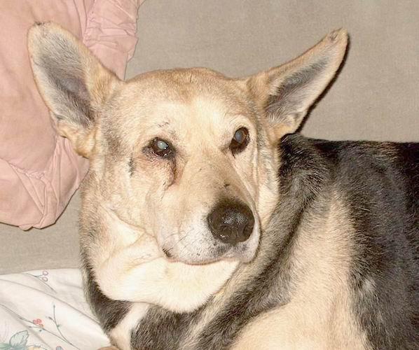 Duchess in 2002, after becoming Loving Touch's mascot. (Courtesy of Doreen Eiseman)