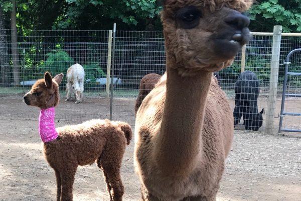 Lucky the alpaca (L) wearing a pink neck bandage a week after being attacked in his pen on Sept. 16, 2018. (GoFundMe/Angela Rogers)