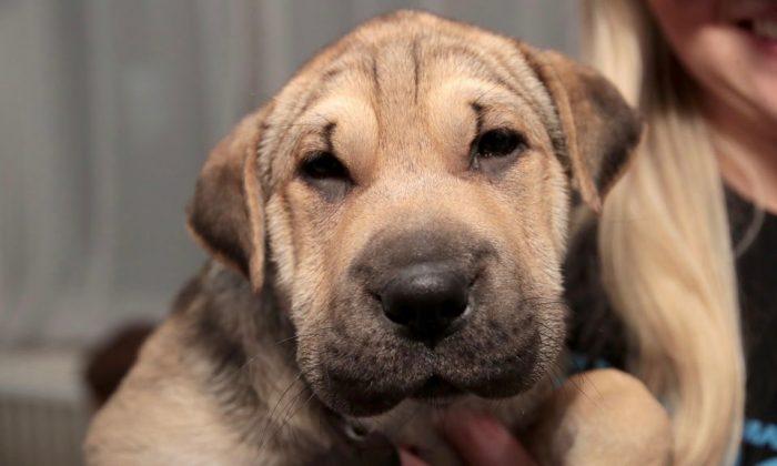 18-State Disease Outbreak Linked to Pet Store Puppies