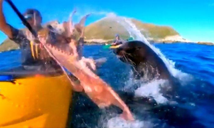 Video: Seal Slaps Kayaker in Face With Octopus