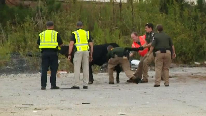 Georgia DOT workers coral a cow which escaped when a livestock truck tipped over at the junction of I-75 and I-285 north of Atlanta. (Fox screenshot)