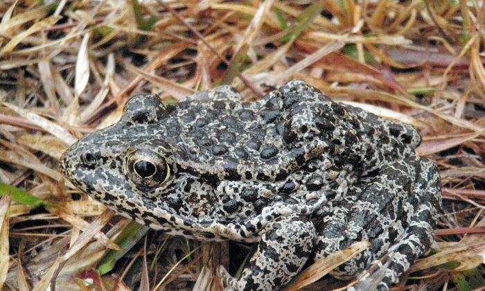 Endangered Frog Takes Center Stage as Supreme Court Begins New Term