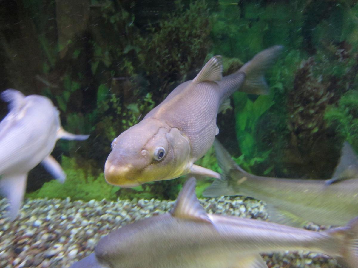 Another Rare Fish Pulled Back From Extinction