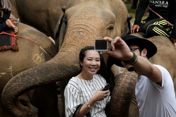People take selfies with the elephants at the 14th annual King's Cup Elephant Polo Tournament in Bangkok on March 10, 2016. (Lillian Suwanrumpa/AFP/Getty Images)