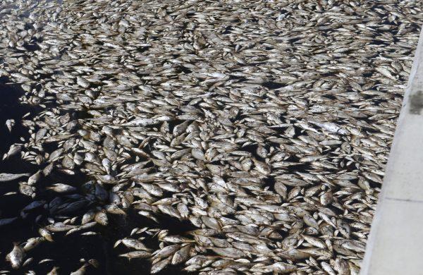 Dead fish float in the water near Canal Parkway in Mexico Beach, Fla., on Oct. 3. (Patti Blake/News Herald via AP)