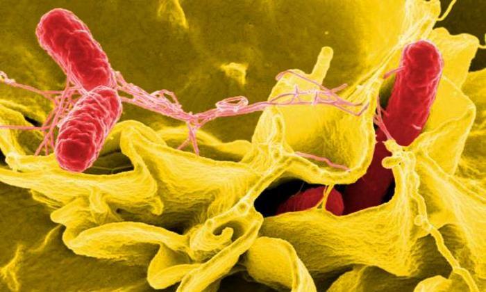 CDC: Mysterious Salmonella Outbreak Spreads to 29 States